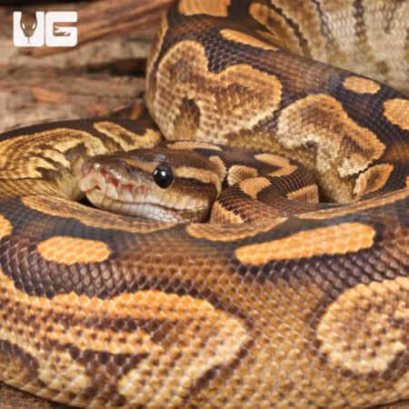 Yearling Male Super Razor Ball Python For Sale - Underground Reptiles