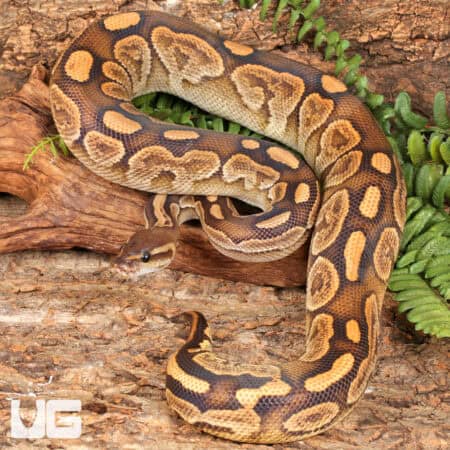 Yearling Male Super Razor Ball Python For Sale - Underground Reptiles