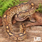 Yearling Male Super Razor Ball Python For Sale - Underground Reptiles