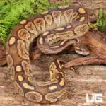 Yearling Male Super Razor Ball Python For Sale - Underground Reptiles