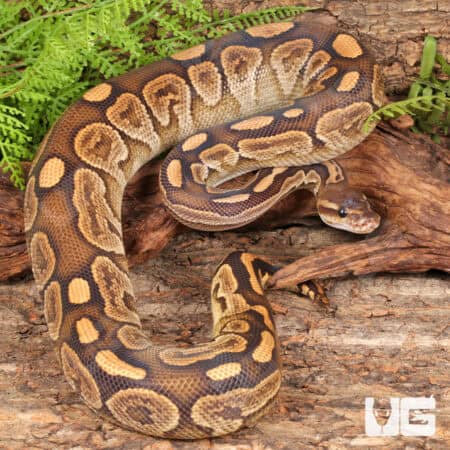Yearling Male Super Razor Ball Python For Sale - Underground Reptiles