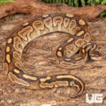Yearling Male Super Razor Ball Python For Sale - Underground Reptiles