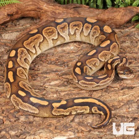 Yearling Male Super Razor Ball Python For Sale - Underground Reptiles