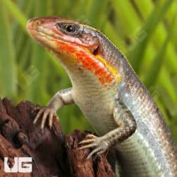 Yellow Throated Plated Lizard For Sale - Underground Reptiles