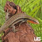Yellow Throated Plated Lizard For Sale - Underground Reptiles