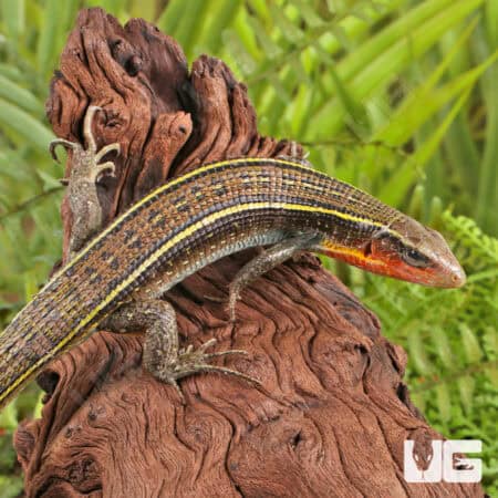 Yellow Throated Plated Lizard For Sale - Underground Reptiles