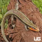 Yellow Throated Plated Lizard For Sale - Underground Reptiles