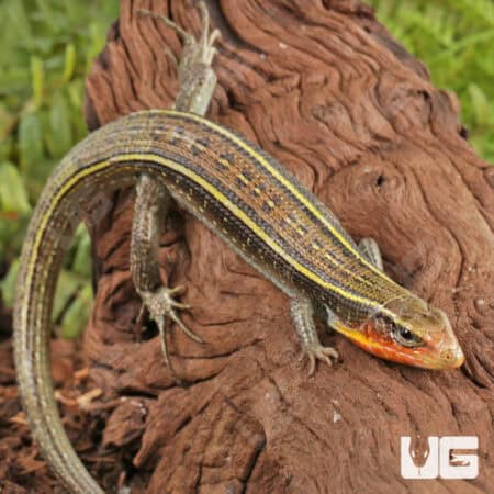 Yellow Throated Plated Lizard For Sale - Underground Reptiles