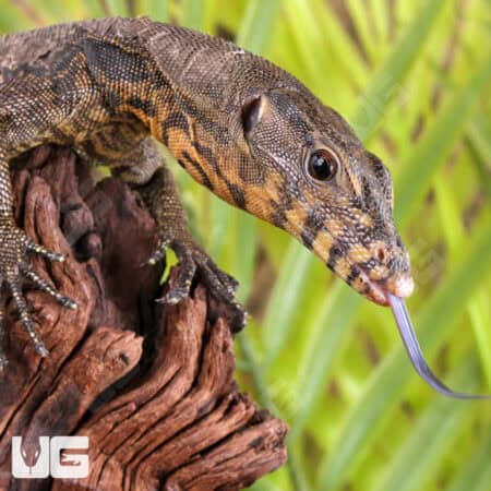 Baby Zeigler's Water Monitor For Sale - Underground Reptiles