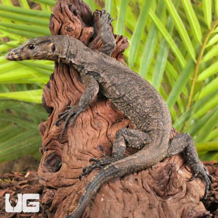 Baby Zeigler's Water Monitor For Sale - Underground Reptiles