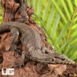 Baby Zeigler's Water Monitor For Sale - Underground Reptiles
