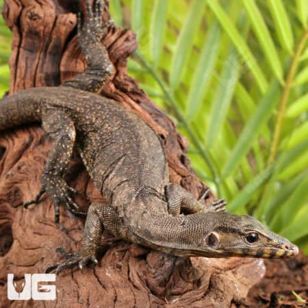 Baby Zeigler's Water Monitor For Sale - Underground Reptiles