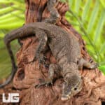 Baby Zeigler's Water Monitor For Sale - Underground Reptiles