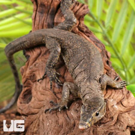 Baby Zeigler's Water Monitor For Sale - Underground Reptiles