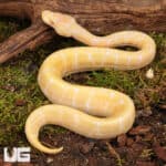 Baby Albino Spider Ball Pythons For Sale - Underground Reptiles