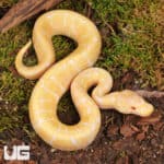 Baby Albino Spider Ball Pythons For Sale - Underground Reptiles