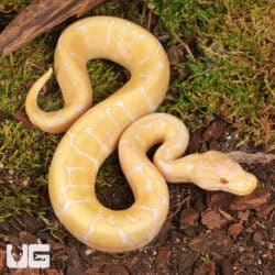 Baby Albino Spider Ball Pythons For Sale - Underground Reptiles