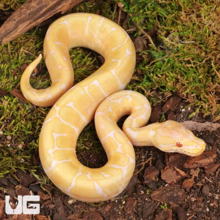 Baby Albino Spider Ball Pythons For Sale - Underground Reptiles