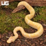 Baby Albino Spider Ball Pythons For Sale - Underground Reptiles