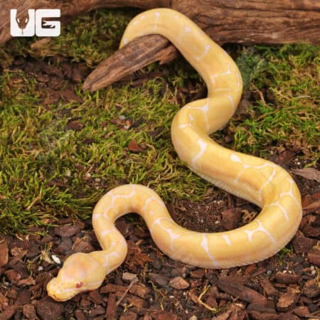 Baby Albino Spider Ball Pythons For Sale - Underground Reptiles