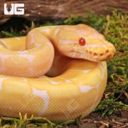 Baby Albino Spider Ball Pythons For Sale - Underground Reptiles