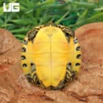 Baby Eastern River Cooter Turtle For Sale - Underground Reptiles
