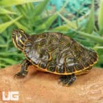 Baby Eastern River Cooter Turtle For Sale - Underground Reptiles
