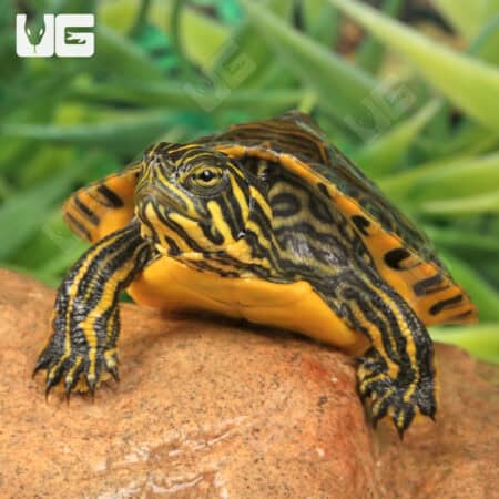 Baby Eastern River Cooter Turtle For Sale - Underground Reptiles