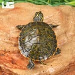 Baby Eastern River Cooter Turtle For Sale - Underground Reptiles
