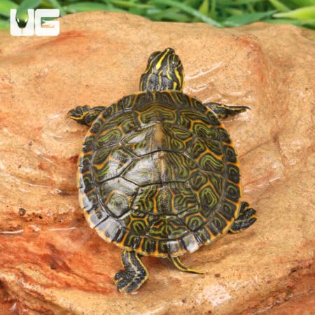 Baby Eastern River Cooter Turtle For Sale - Underground Reptiles