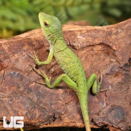 Neotropical Green Anole For Sale - Underground Reptiles