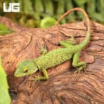 Neotropical Green Anole For Sale - Underground Reptiles