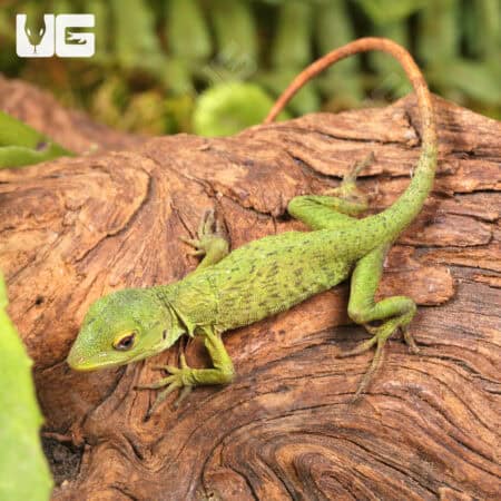 Neotropical Green Anole For Sale - Underground Reptiles