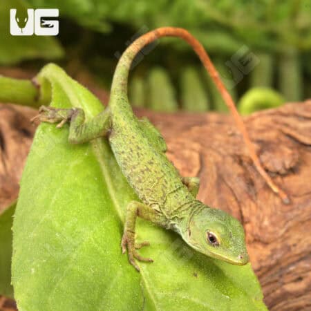 Neotropical Green Anole For Sale - Underground Reptiles