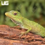 Neotropical Green Anole For Sale - Underground Reptiles