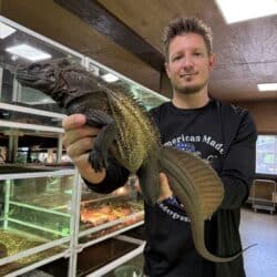 4 FT Indonesian Giant Sailfin Dragon