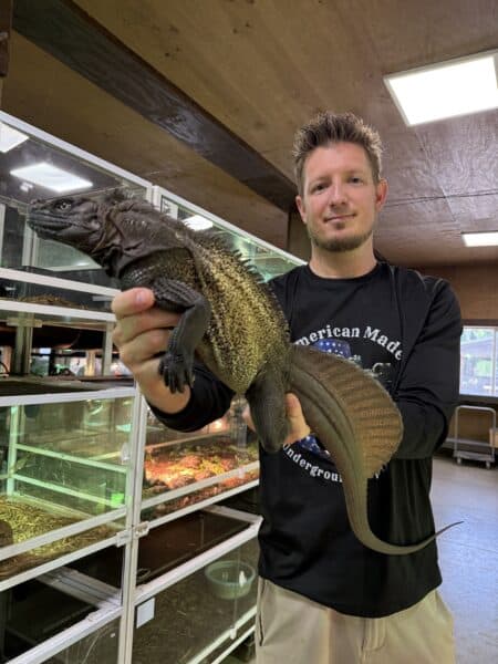 Indonesian Giant Sailfin Dragon held by a man in a reptile store.
