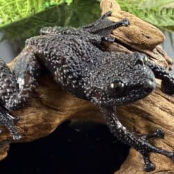 Thorny Mossy Tree Frog