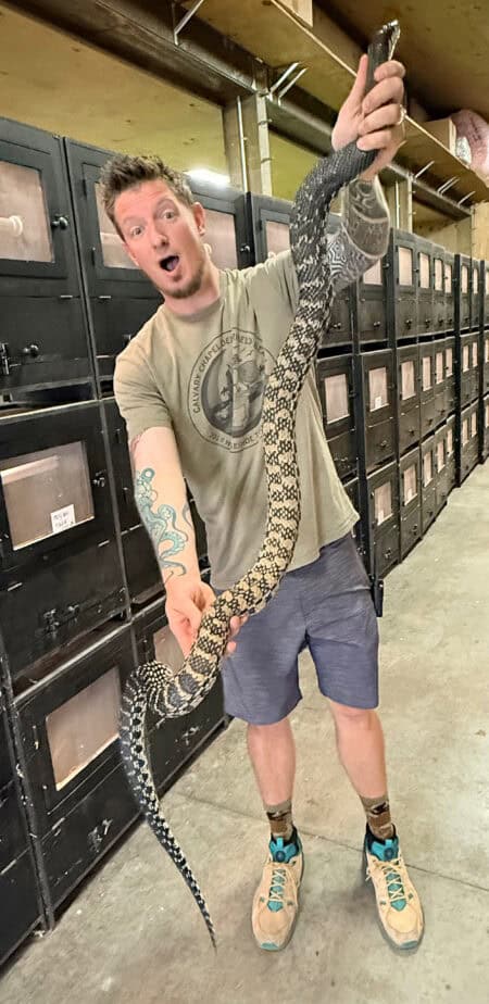 Giant Madagascar Hognose Snake held by a man in a reptile store.