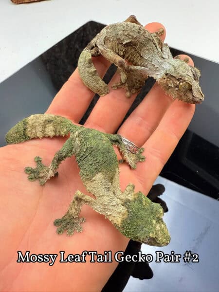 Mossy Leaf Tail Gecko pair with green and brown mossy patterns, showcasing their camouflage. Perfect.