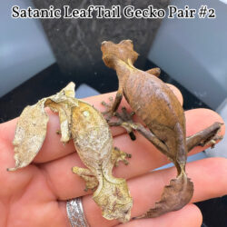Leaf Tail Gecko Pairs