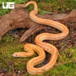 Amel Tessera Cornsnakes (Pantherophis guttatus) For Sale - Underground Reptiles
