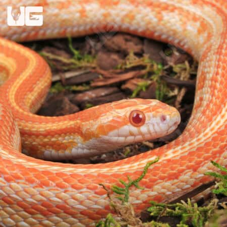 Amel Tessera Cornsnakes (Pantherophis guttatus) For Sale - Underground Reptiles