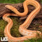 Amel Tessera Cornsnakes (Pantherophis guttatus) For Sale - Underground Reptiles