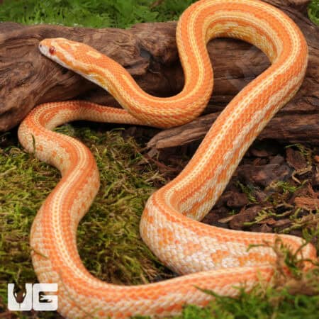 Amel Tessera Cornsnakes (Pantherophis guttatus) For Sale - Underground Reptiles