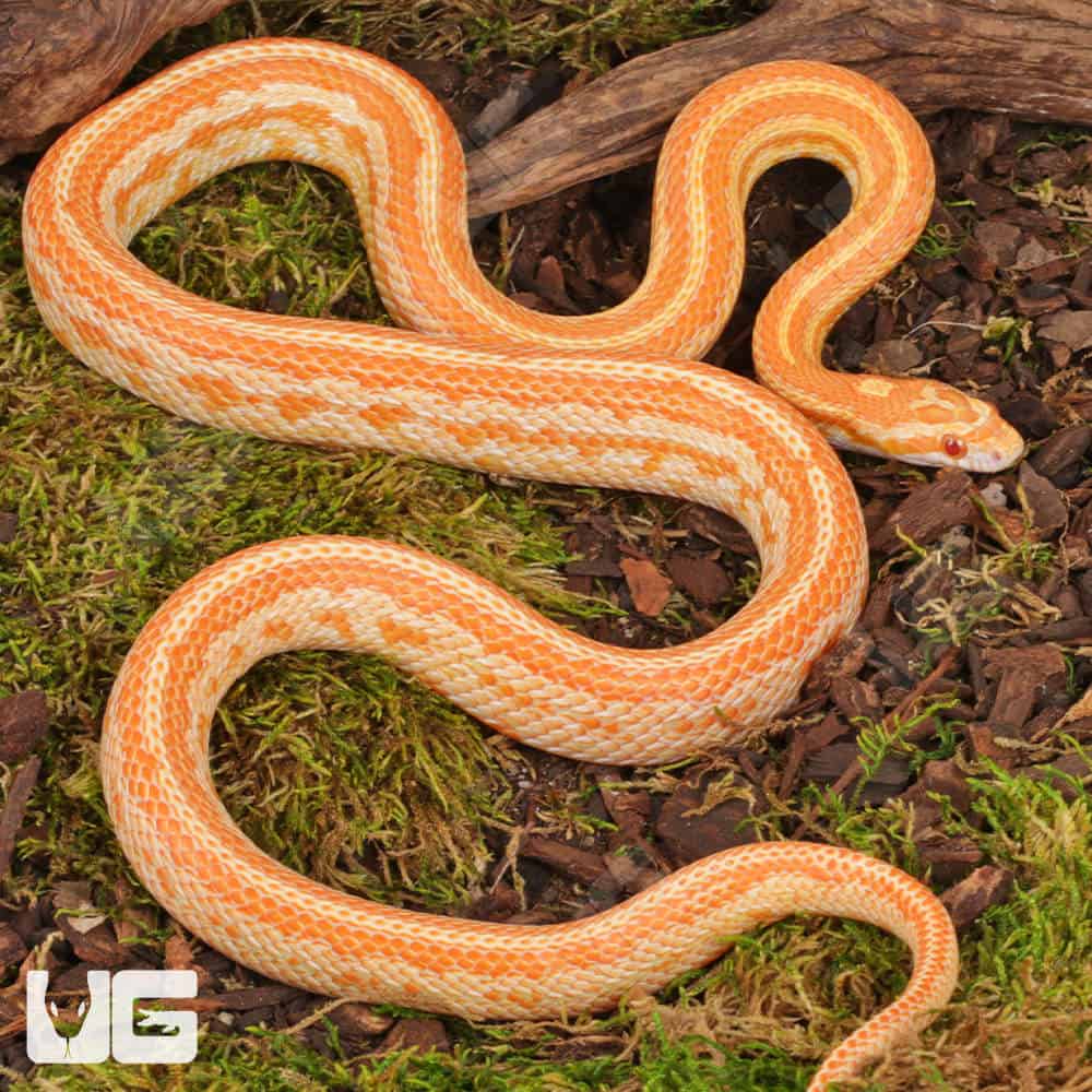 Amel Tessera Cornsnakes (Pantherophis guttatus) For Sale - Underground Reptiles