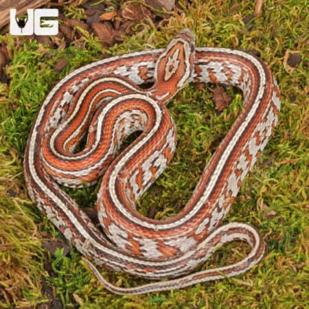 2024 Male Miami Tessera Cornsnakes (Pantherophis guttatus) For Sale - Underground Reptiles