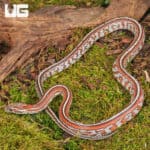 2024 Male Miami Tessera Cornsnakes (Pantherophis guttatus) For Sale - Underground Reptiles