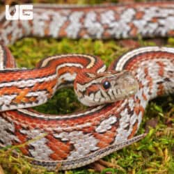 2024 Male Miami Tessera Cornsnakes (Pantherophis guttatus) For Sale - Underground Reptiles