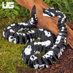 3D UG Critters - Adult Black & White Ball Python